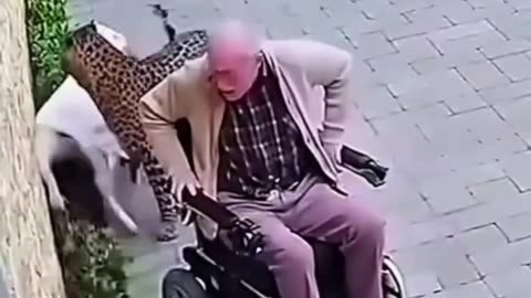 A Brave Dog risks his life to save The grandpa