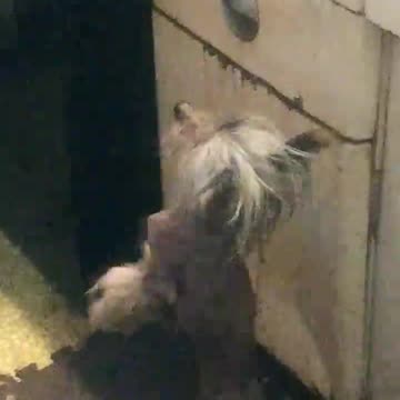 chinese crested