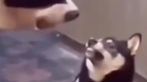funny fails animals