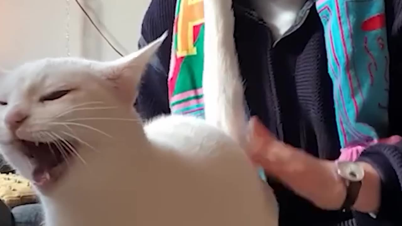 #06 "The Most Dramatic Cat You’ll See Today!"