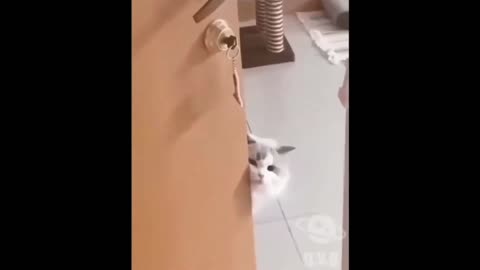 Cutest Animals That Will Melt Your Heart!"