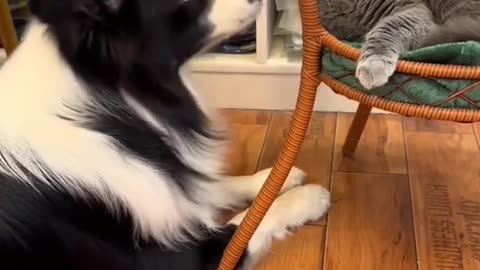 pure love cats & dogs compilation heart-melting moments!