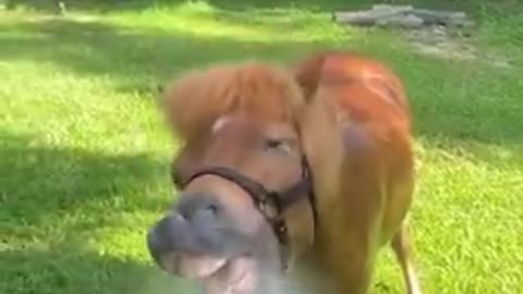 This is so funny | funny video | crazy clips
