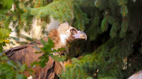 Adorable creatures on the planet, immortalized in stunning 16K Ultra HD