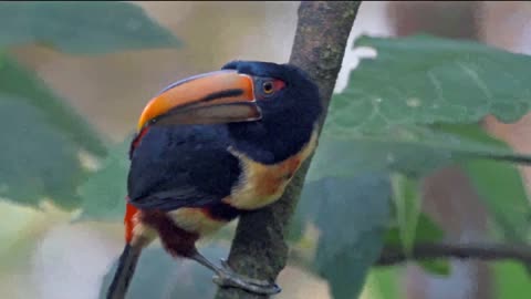 Adorable creatures on the planet, immortalized in stunning 16K Ultra HD