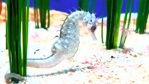 Adorable creatures on the planet, immortalized in stunning 16K Ultra HD