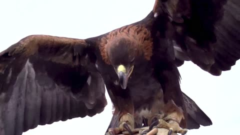 Adorable creatures on the planet, immortalized in stunning 16K Ultra HD