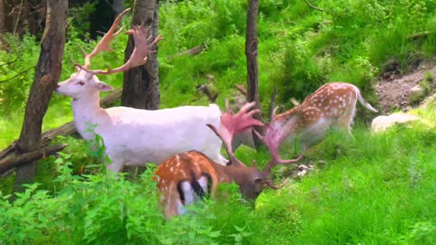 Adorable creatures on the planet, immortalized in stunning 16K Ultra HD
