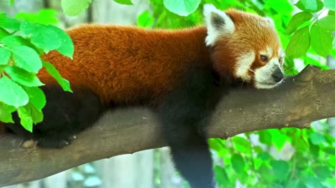 Adorable creatures on the planet, immortalized in stunning 16K Ultra HD