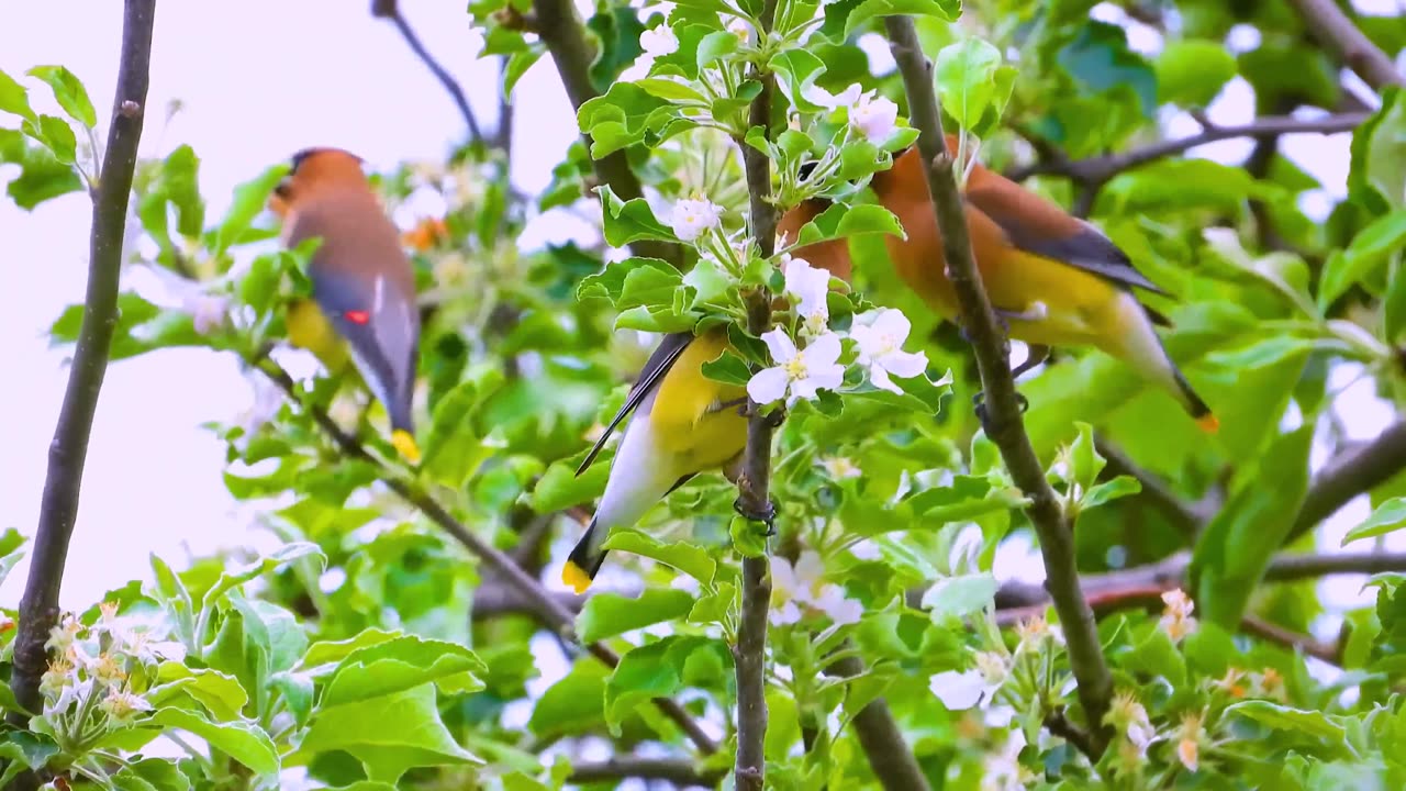 Adorable creatures on the planet, immortalized in stunning 16K Ultra HD