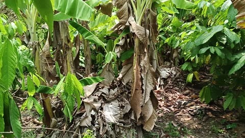 Cacao plantation Mae-On: 2025-05-10 10