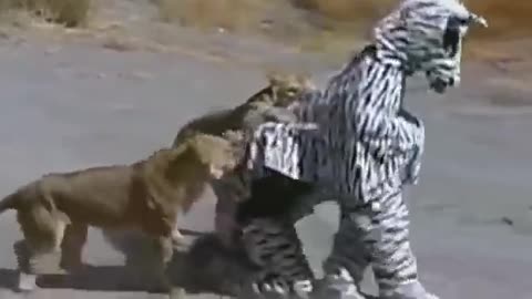 Lion Catches Victims