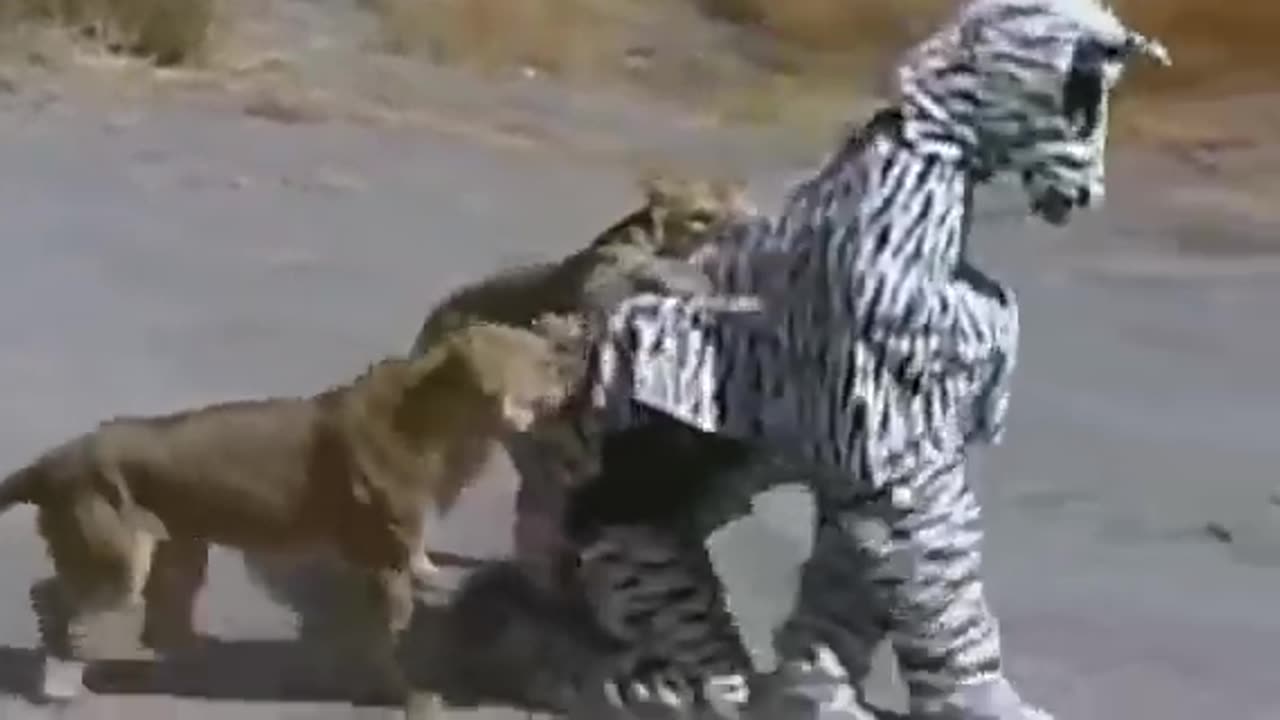 Lion Catches Victims