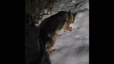 Virgil german shepherd.