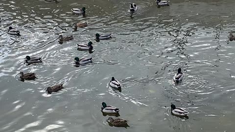 I’m Recording Mallard Ducks Today October 22 2025