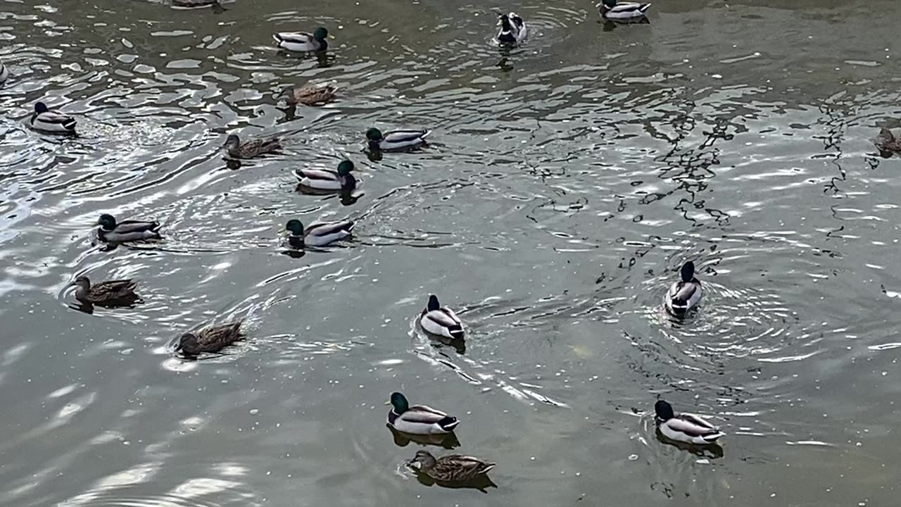 I’m Recording Mallard Ducks Today October 22 2025
