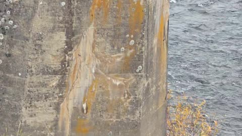 Mysterious Bicycles On Spokane River Pillars