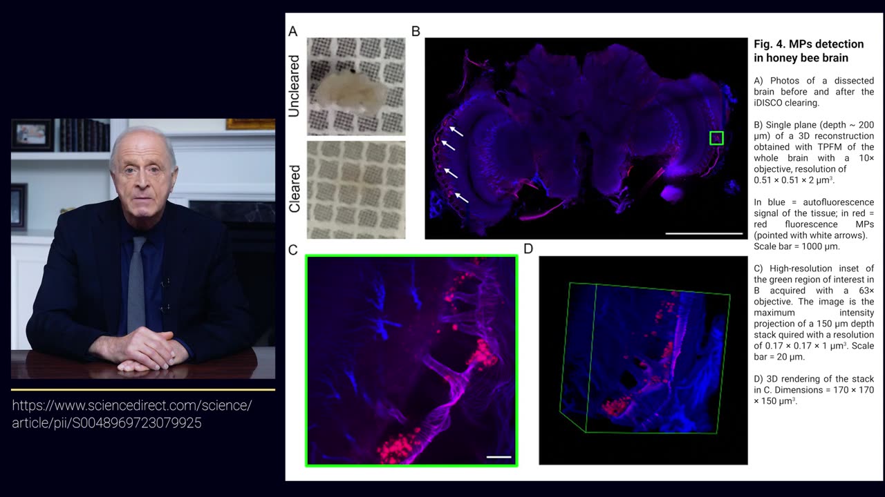 How Nanoplastics Affect The Brain And Cognitive Functions