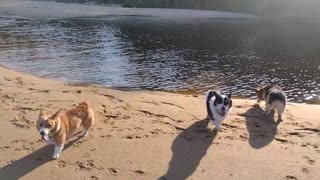 Triple the trouble! (Shorts) #shorts #corgi