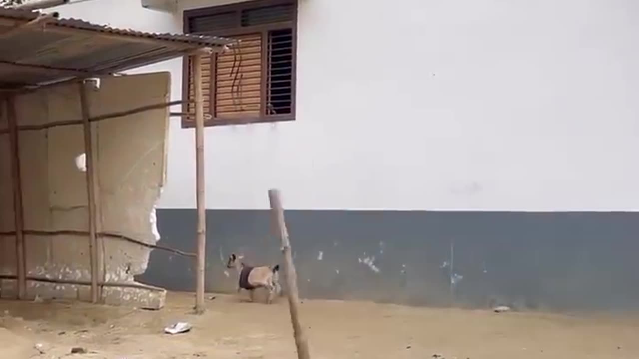 Try Not To Smile 😁😂😂 #shorts #comedy #funny