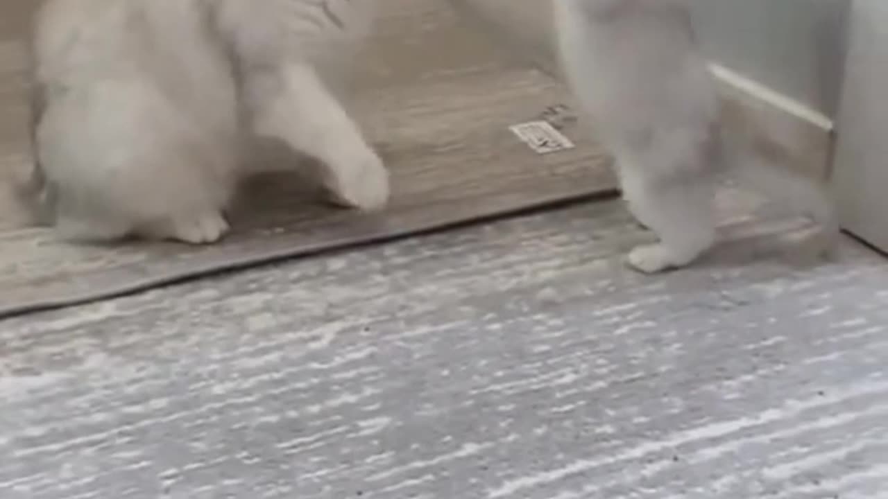😭 This abandoned kitten’s first purr will warm your heart!