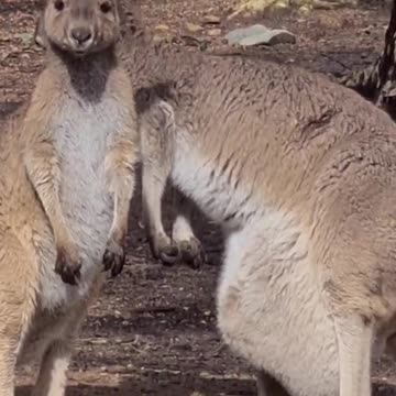 Kangaroo diaries only in Australia 🇦🇺