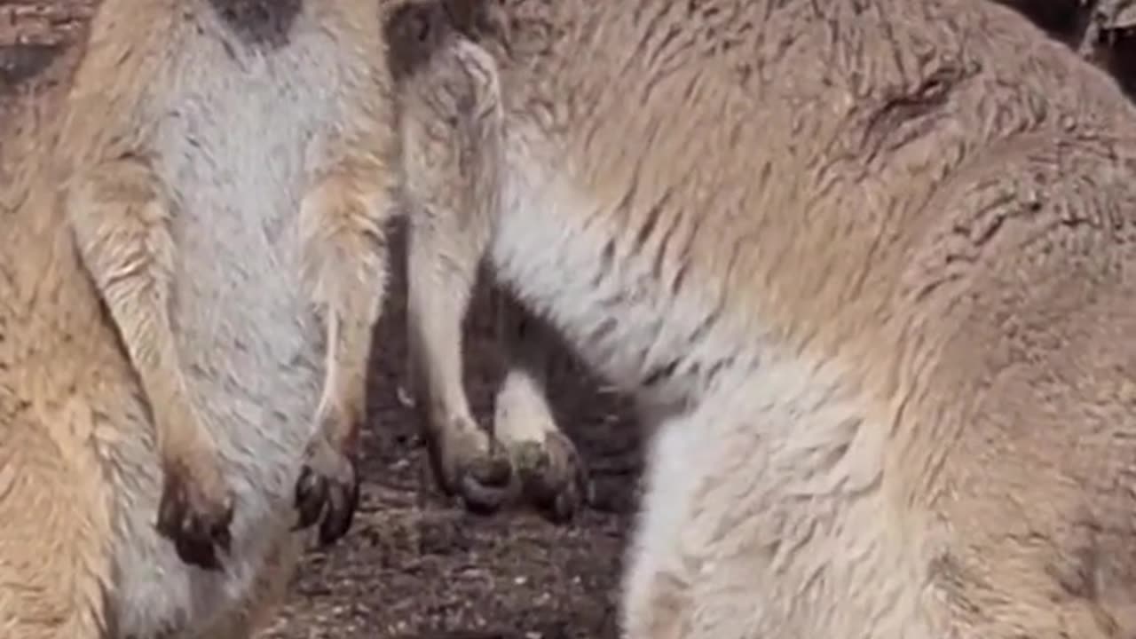 Kangaroo diaries only in Australia 🇦🇺