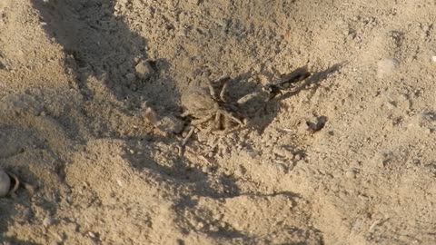 Wasp VS Spider