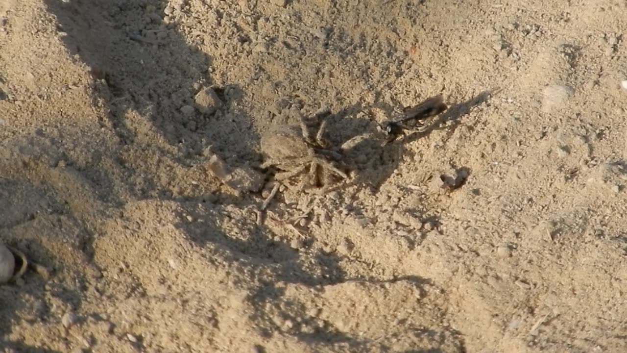 Wasp VS Spider