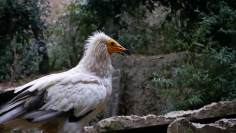 A flock of vultures video Vulture birds. VULTURES are Taking Over in this Crazy Bird Video!