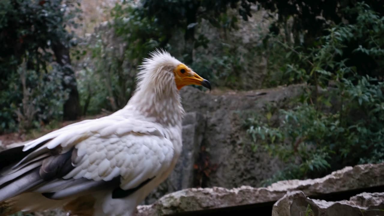 A flock of vultures video Vulture birds. VULTURES are Taking Over in this Crazy Bird Video!