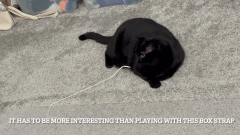 Piper Thoughts August 6 2025 - My Adopted Shelter Cat Vlog