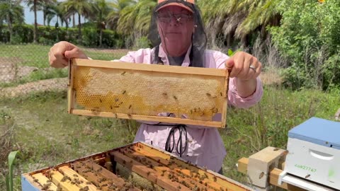 Confronting Fear of Bees with a Tour Through Bee Hives! Bees Are AMAZING! w/ Ambee Assemble 