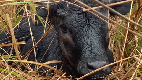 Mother Cow Gently Washes Her Newborn Calf