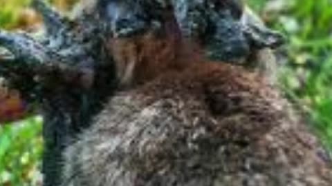 Colorado Nightmare Horned ZOMBIE Rabbits Shock Residents
