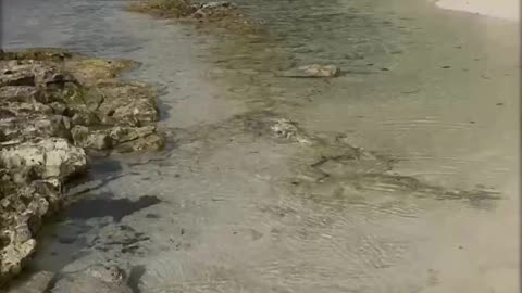 Ocean view| sea life | salt life