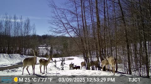 Multiple Deer Coming Up Hill