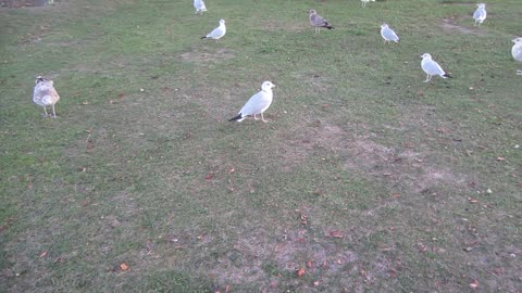 New Castle NH, Great Island Common, Sea Gulls 10/2025