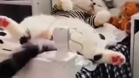funny animal videos cats