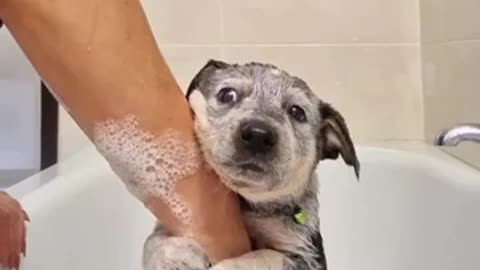 giving my adopted dog his first bath