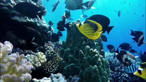 4K Coral Reef Relaxation – Stunning Fish & Meditation Music for Deep Sleep