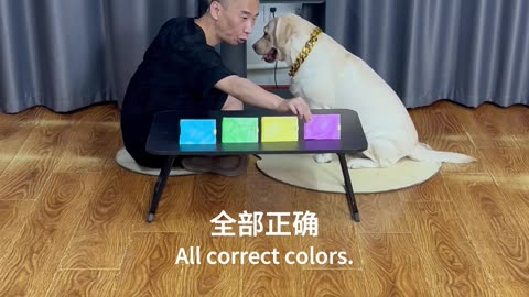 狗狗是色盲？到底是“谣言”还是“事实”Are dogs color blind? Is it a "rumor" or a "fact"?