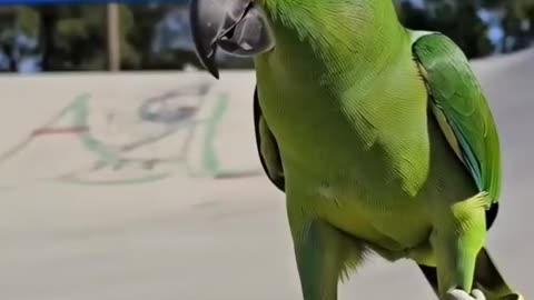 The animals. Issue 18.