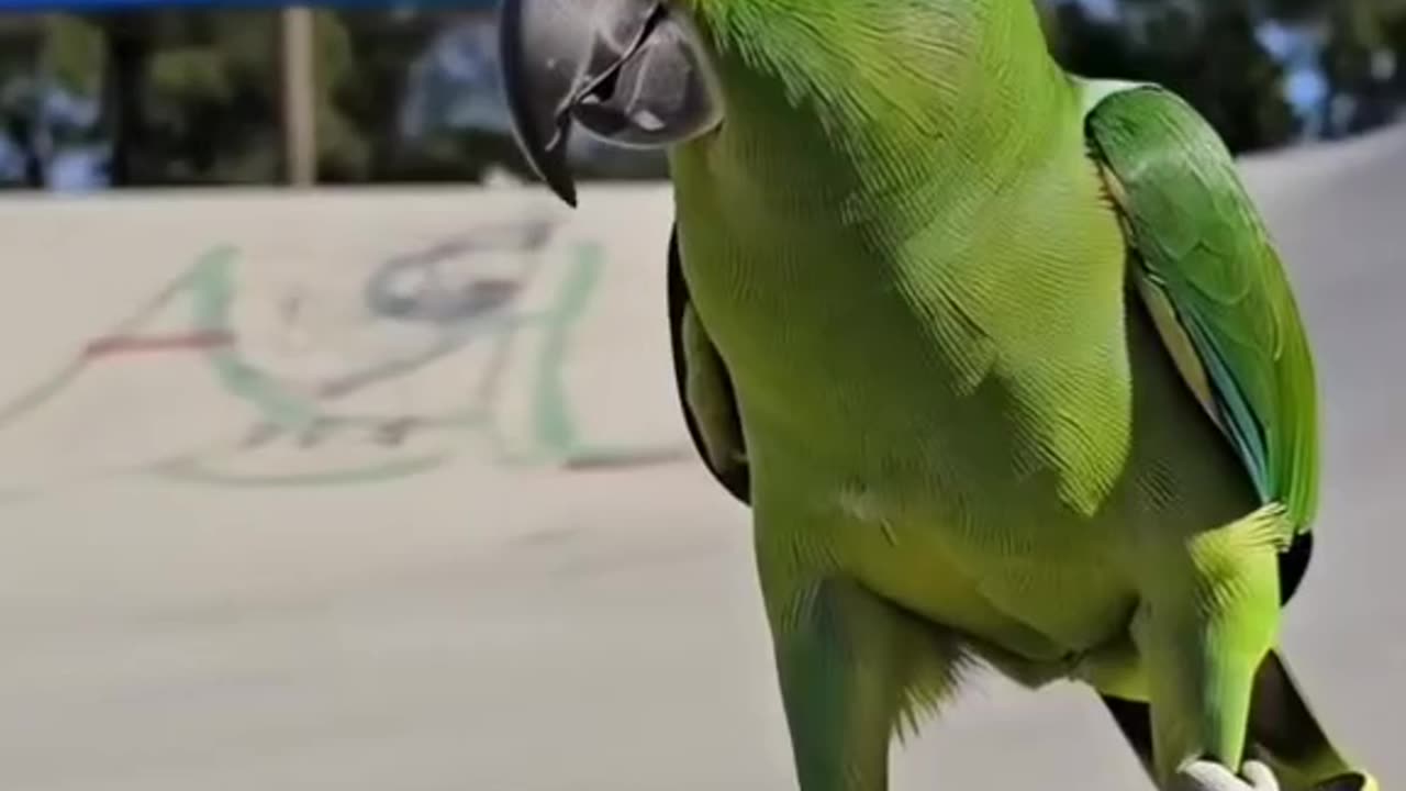 The animals. Issue 18.