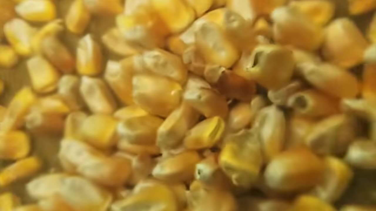 😮💥 Watch This Machine In Action! | FeedMyCuriosity