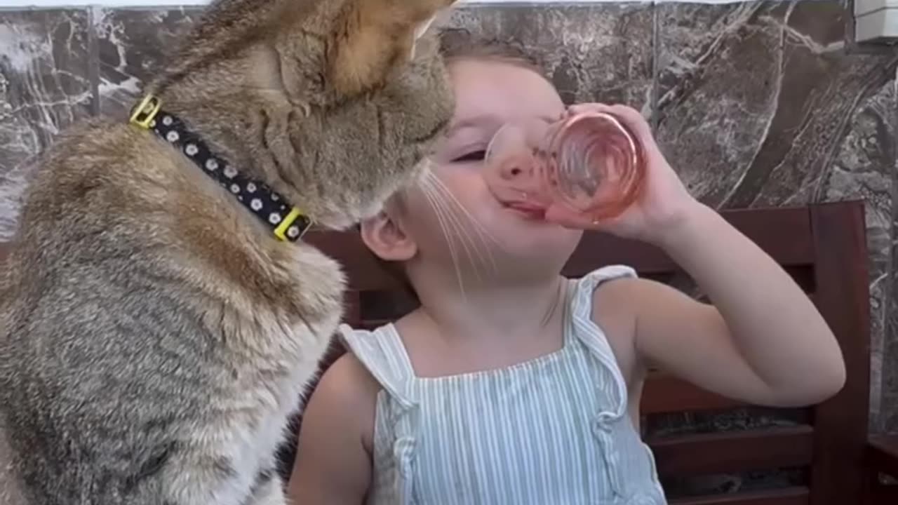 Funny Animals
