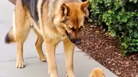 big dog comforts a puppy