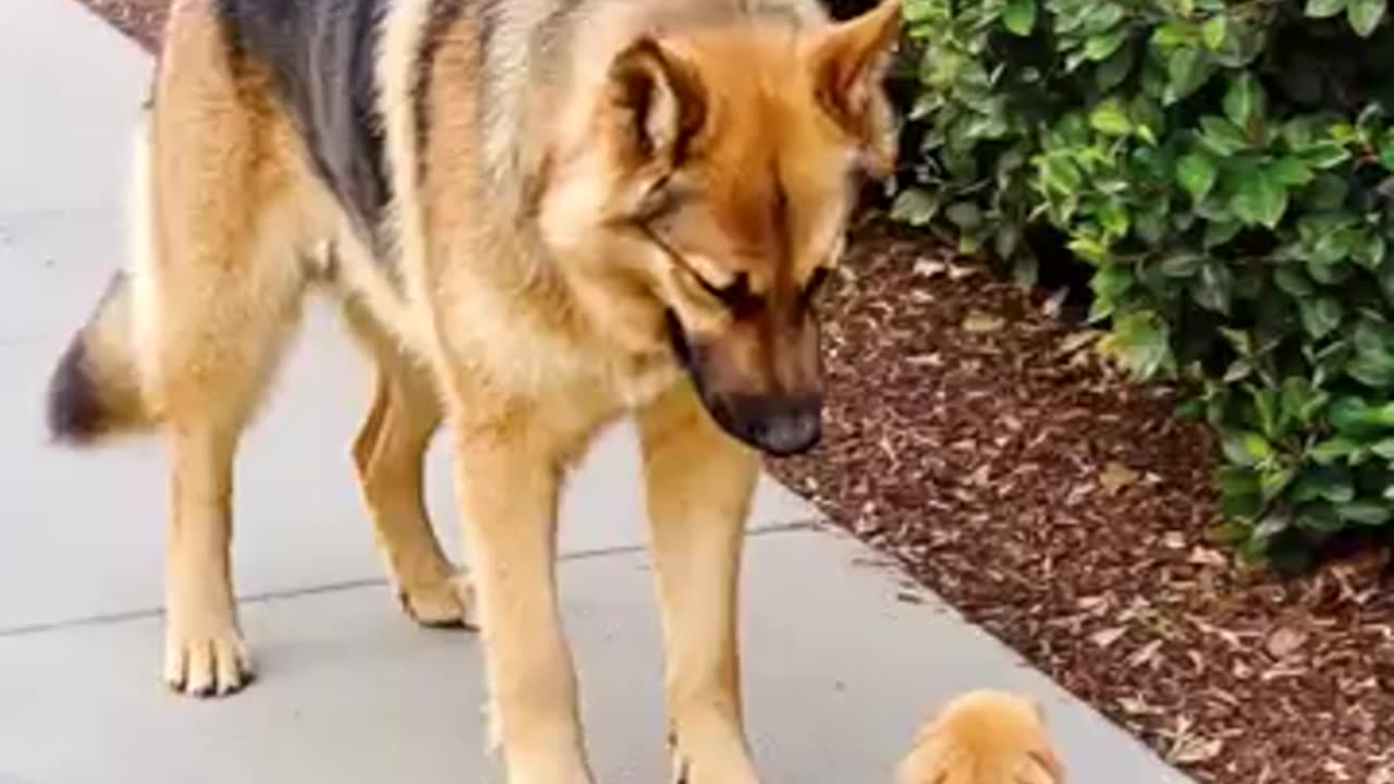 big dog comforts a puppy