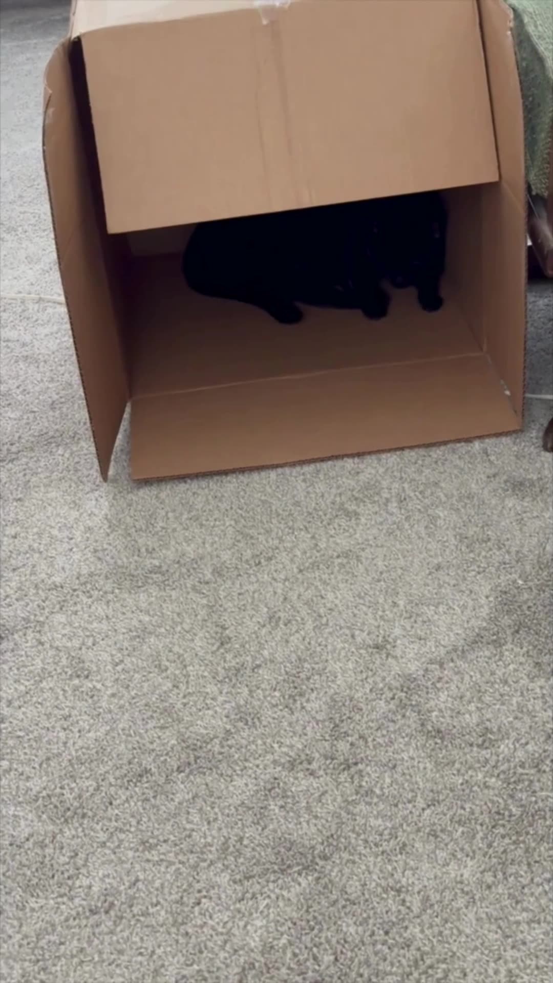 Cute Precious Piper Finds Another Hiding Place - My Adopted Shelter Cat Vlog #shorts