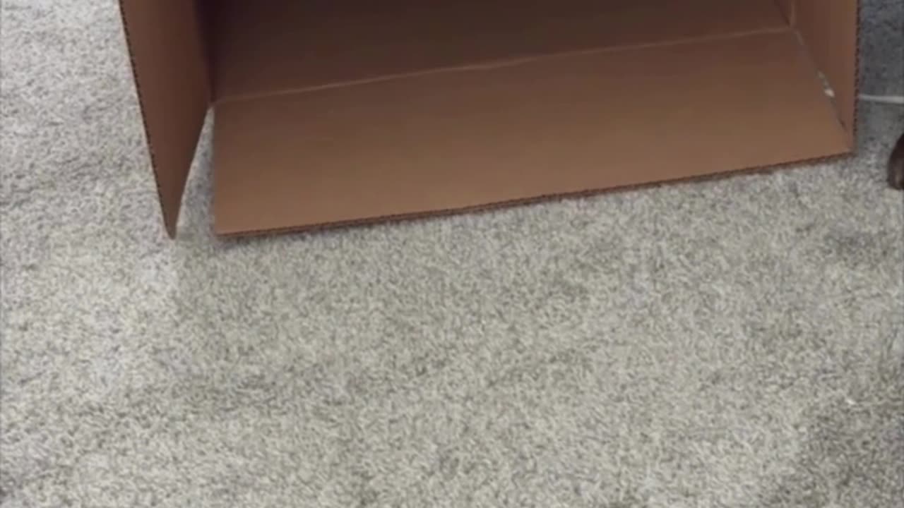 Cute Precious Piper Finds Another Hiding Place - My Adopted Shelter Cat Vlog #shorts